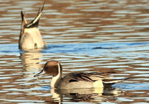 Rutland Water