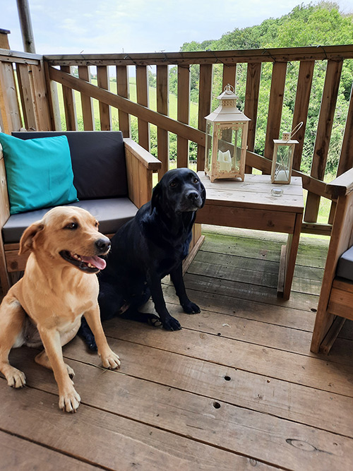 Glamping with Dogs