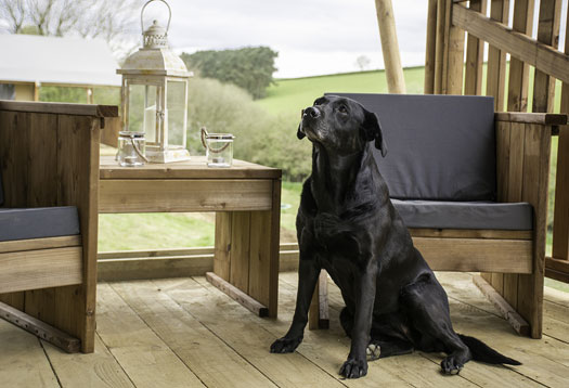 Glamping with Dogs