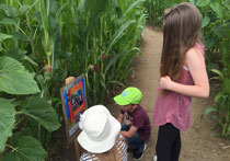 Wistow Maze